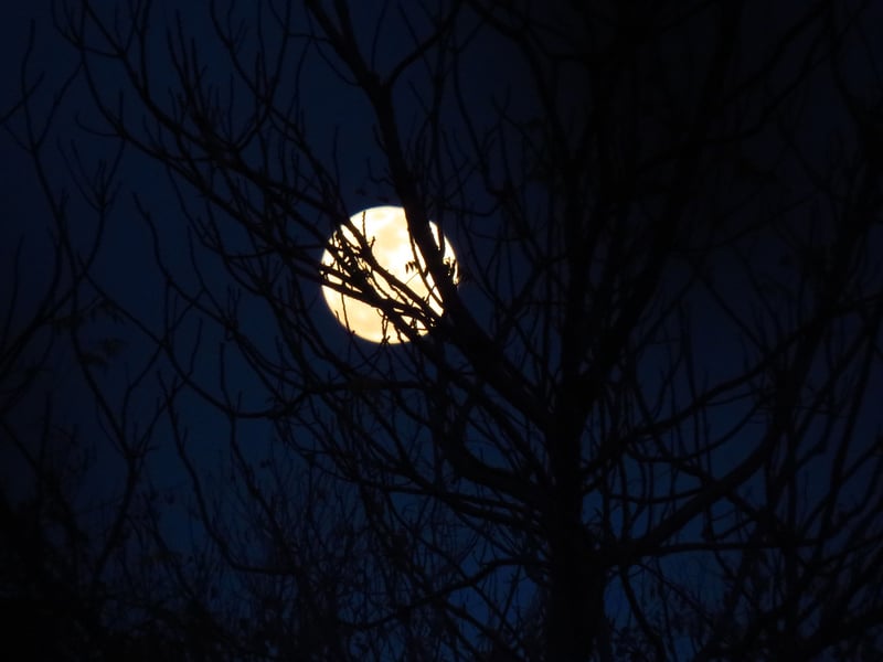 Moonlit Love